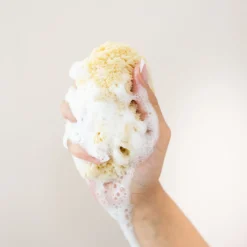 Sea Sponge